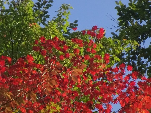 伝説の看板