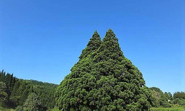 鳥居と森のコントラスト